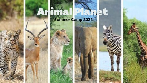 Summer Camp 2023: Animal Planet